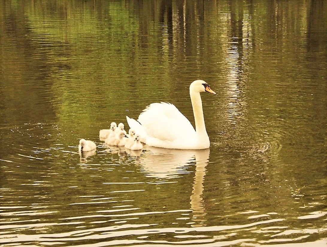 Six baby swans.jpeg