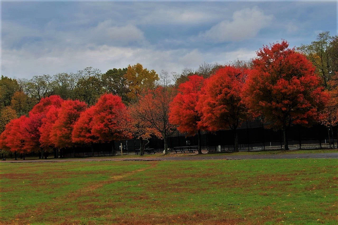 Fall red tress vcp.jpeg
