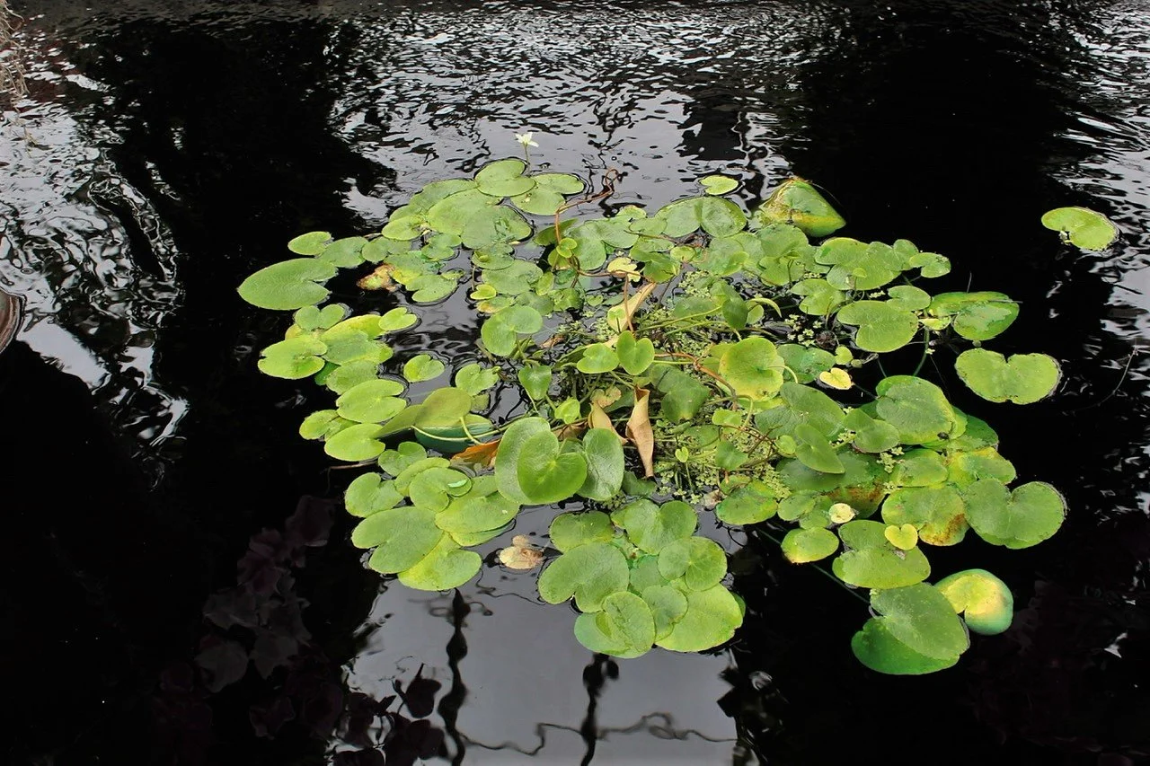 BG Green leaves fountain1.jpeg