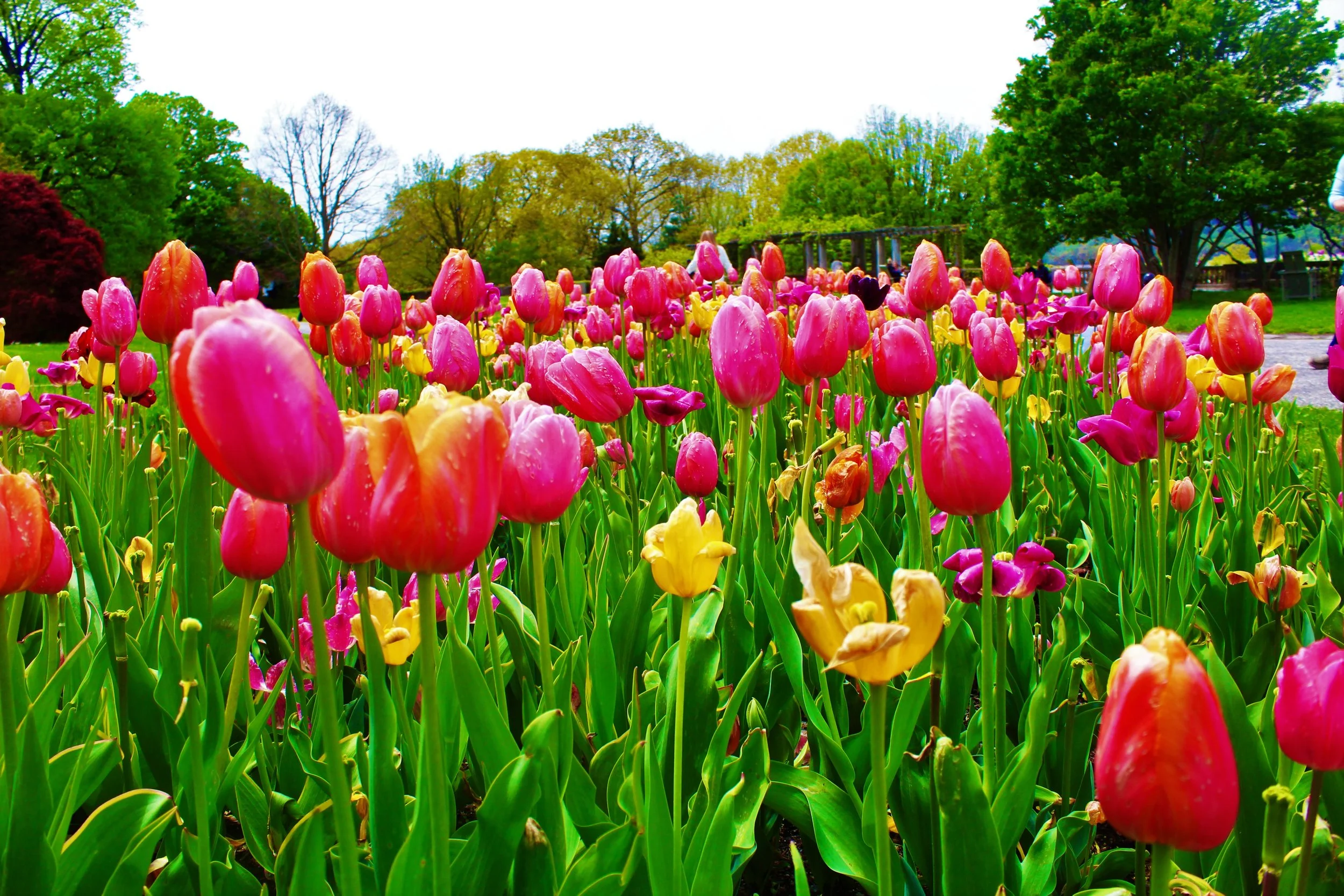 Wave Hill Tulips May8th.jpeg