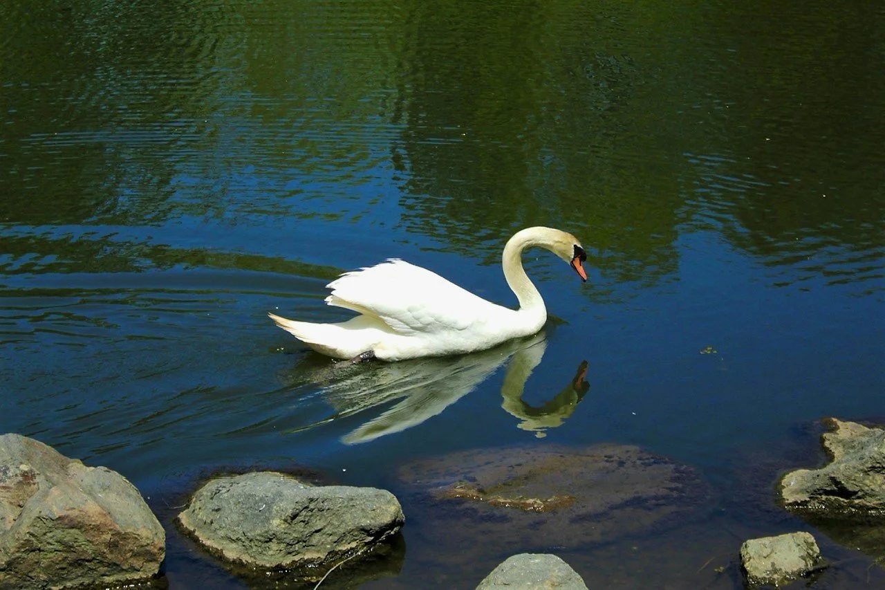 Swan reflection vcp.jpeg
