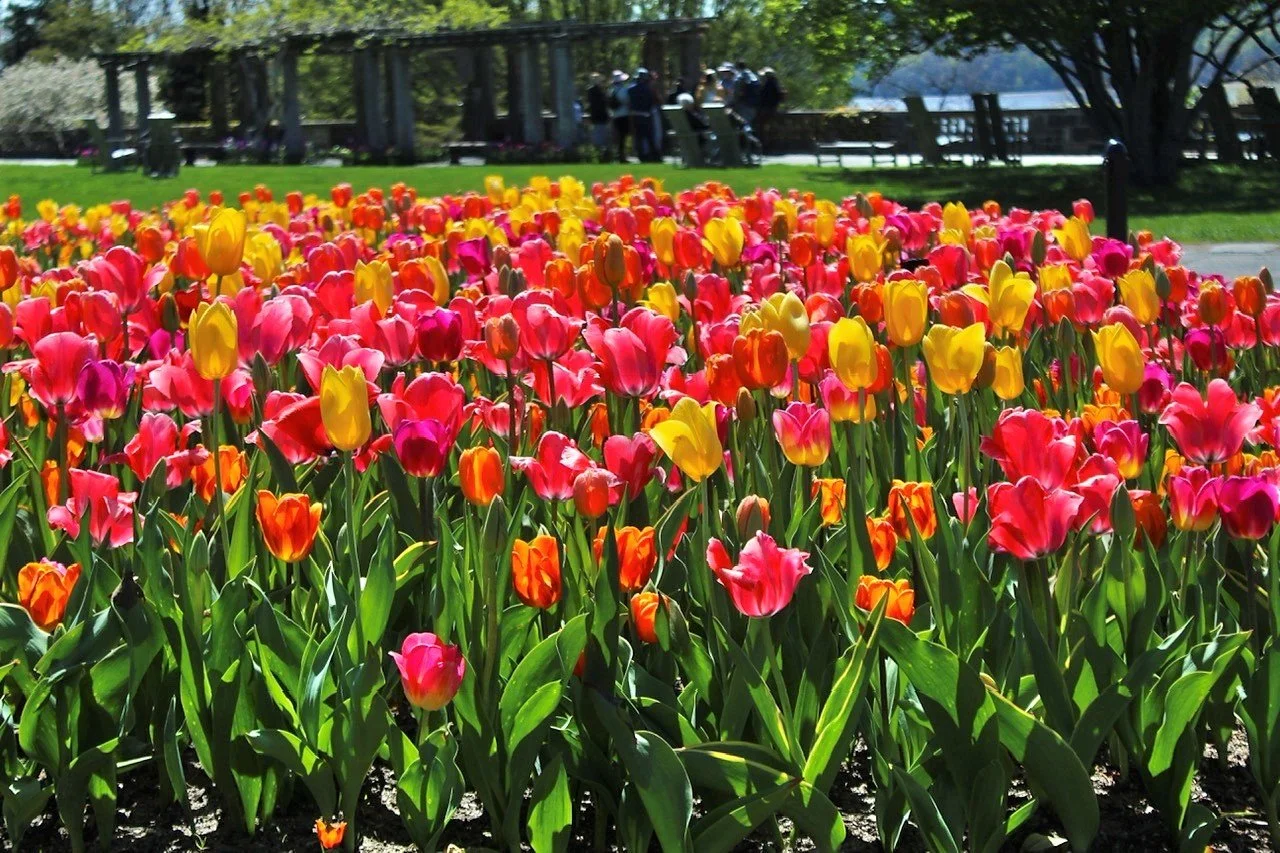 Wave Hill Tulips