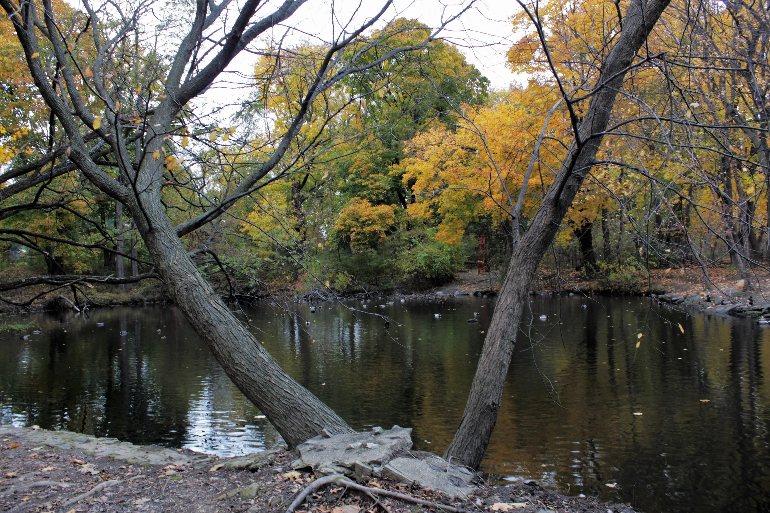 VCP Fall vantage point.jpg