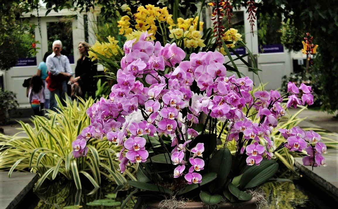 BG Orchids front view.jpeg