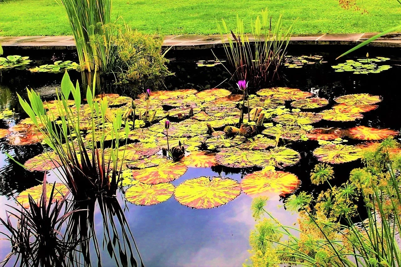 Wave hill pond.jpeg