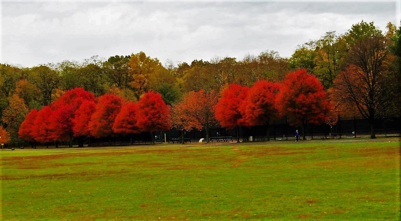 Fall red trees vcp.jpeg