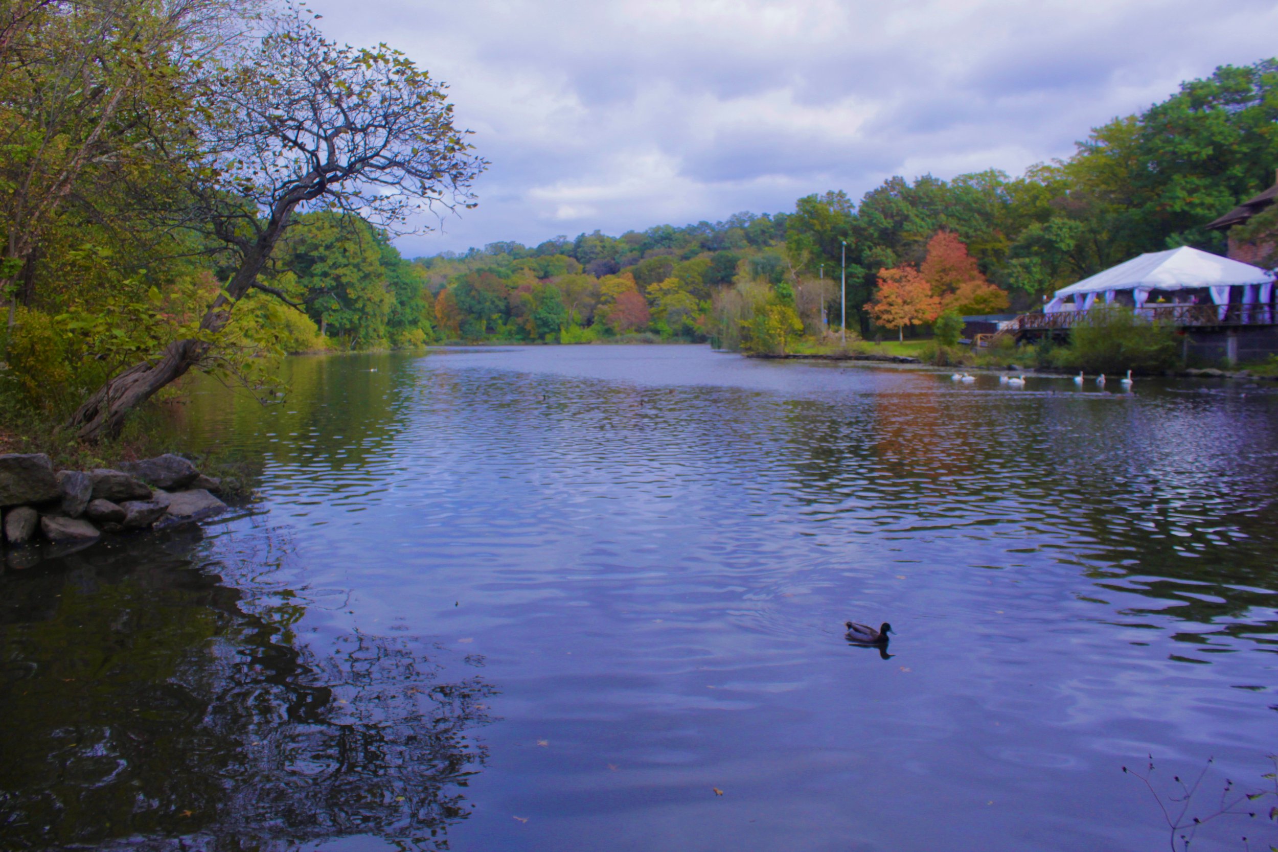 vcp pond autuum2021.jpg