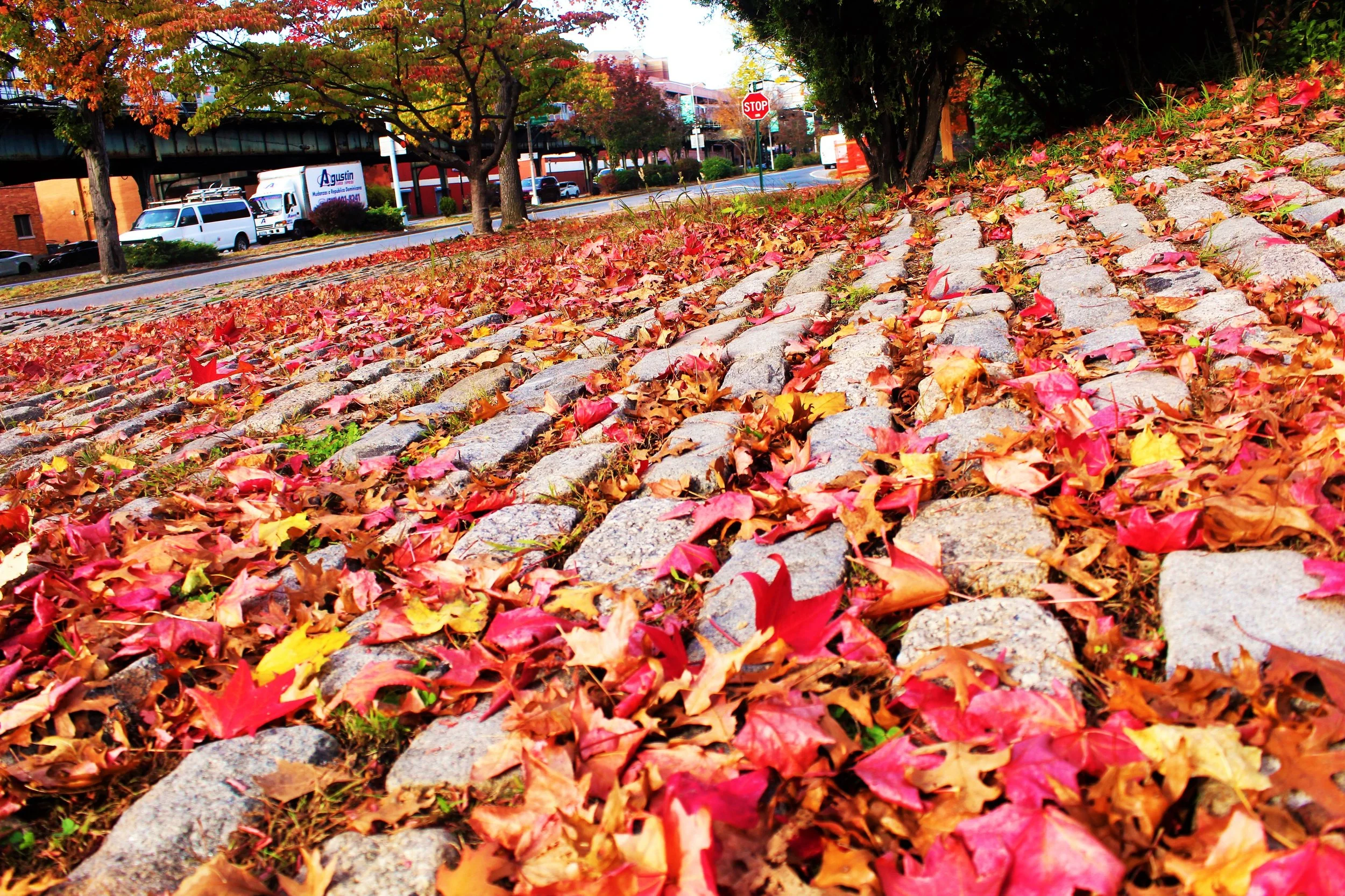 Autumn leaves scattered on cobblestone sidewalk with trees, street, and buildings in the background.
