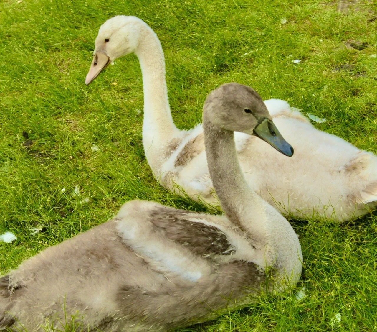 Two Swans!.jpeg