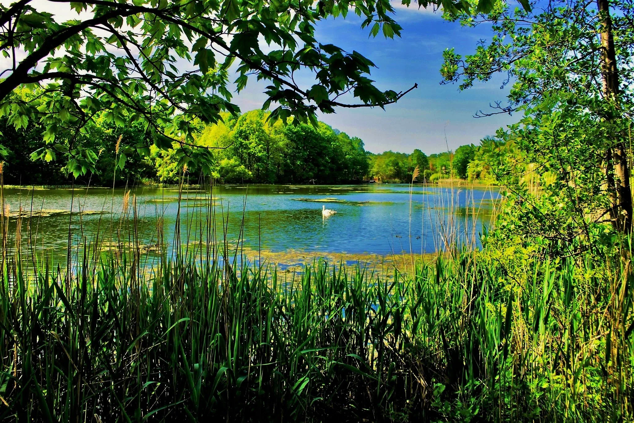 Male Swan Smmer VCP.jpg