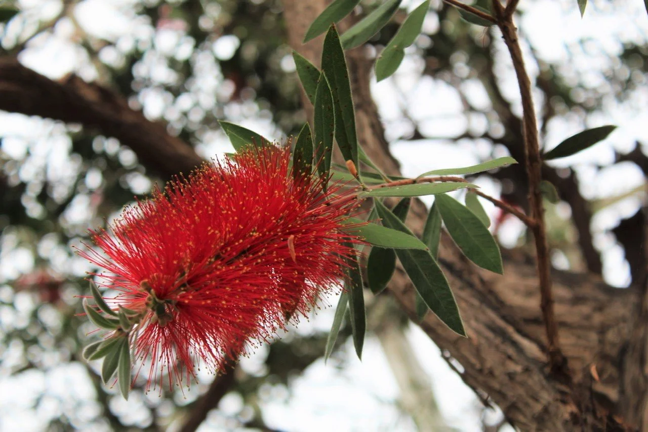 BG Red flower greenhose.jpeg