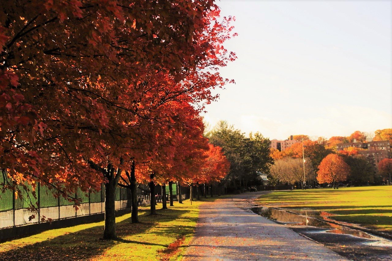 Fall vcp red trees.jpeg
