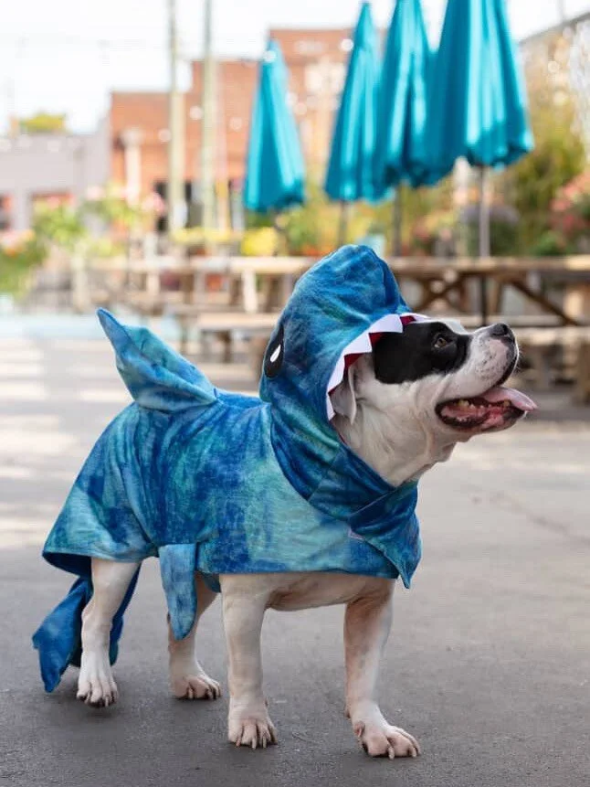 Our friend Kobe the shark stopped by the brewery to check on how our Halloween shenanigans were shaping up this year! 🦈 

🔮 Sunday, 10/19: Our annual Halloqueen Drag Brunch! Come hungry for @foodhutrke and ready to be mesmerized by performances fro