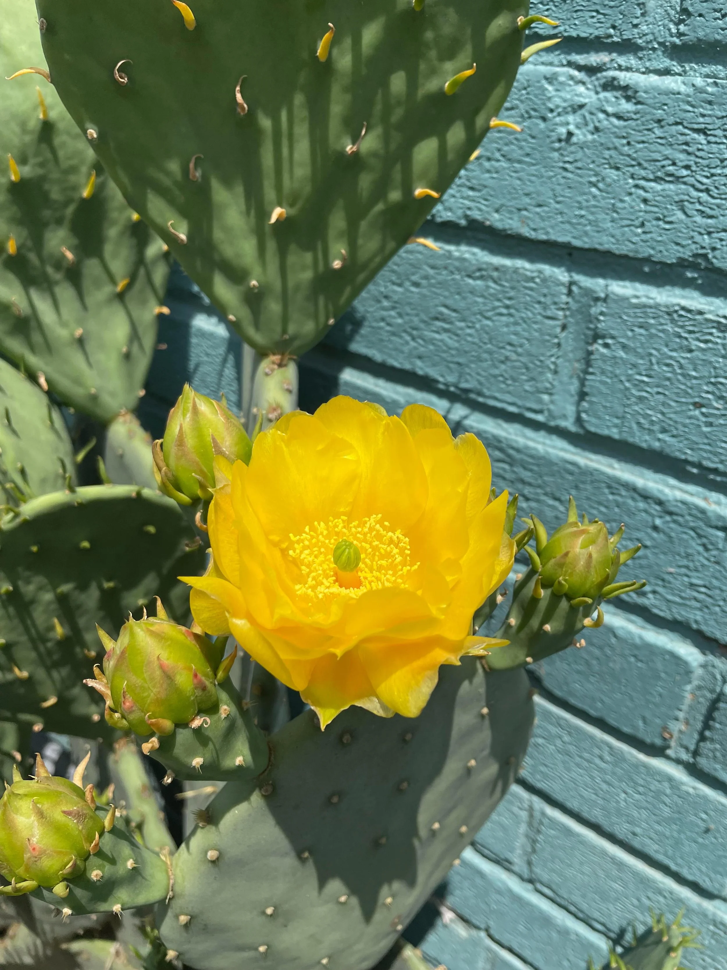 Things are in full bloom at Golden Cactus and we&rsquo;ve got a stacked lineup of events for you this week! ‼️

Monday 6/8: @starpoweredgaming2022 club 6 pm; @runabout_sports_roanoke community walk/run 6:15 pm

Tuesday 6/9: Learn to play crokinole wi