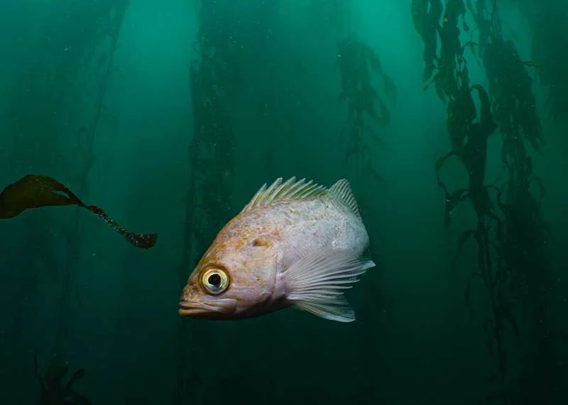 Colorful reef scene in Monterey Bay showing rockfish, sea urchins, and marine vegetation typical of cold-water diving.
