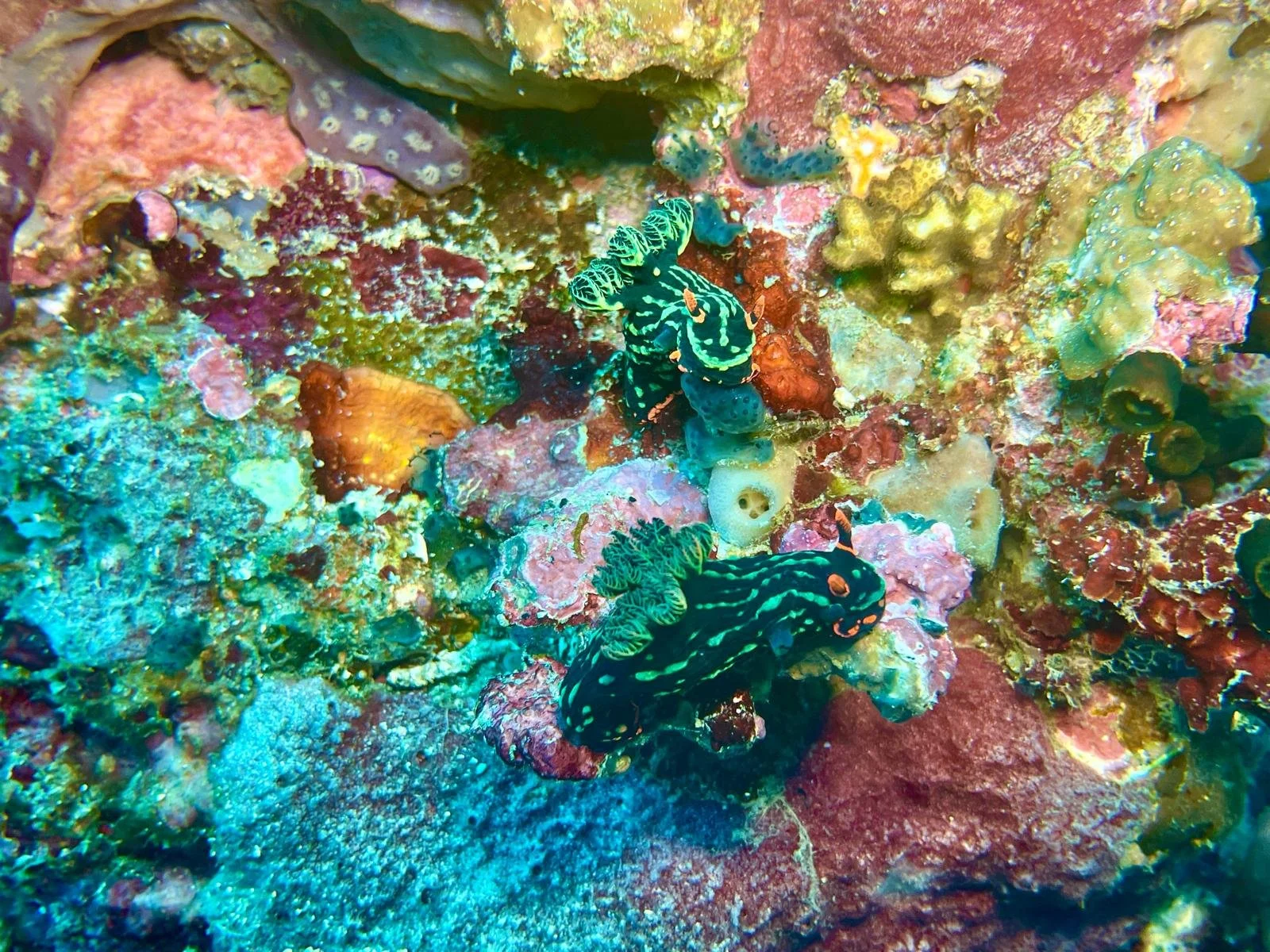 Two nudibranchs on a colorful reef in Dauin, Philippines, on a Dive Outdoors dive trip