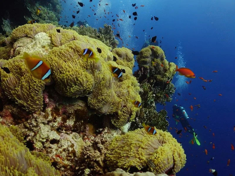 Daedalus island reef scene with several clownfish swimming among large sea anemones, surrounded by colorful reef fish, with scuba divers visible in the deep blue water behind them on a dive trip in the Red Sea