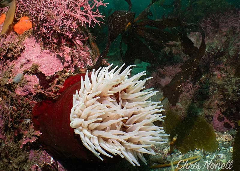 Colorful reef structure with corals and sea stars in Monterey Bay’s cold-water environment.