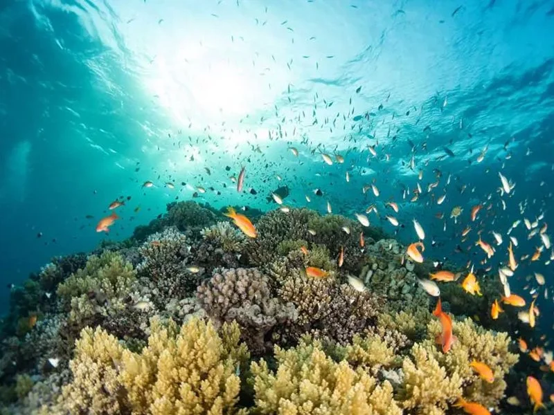 Underwater reef scene from an all-inclusive Red Sea Golden Triangle liveaboard diving trip.