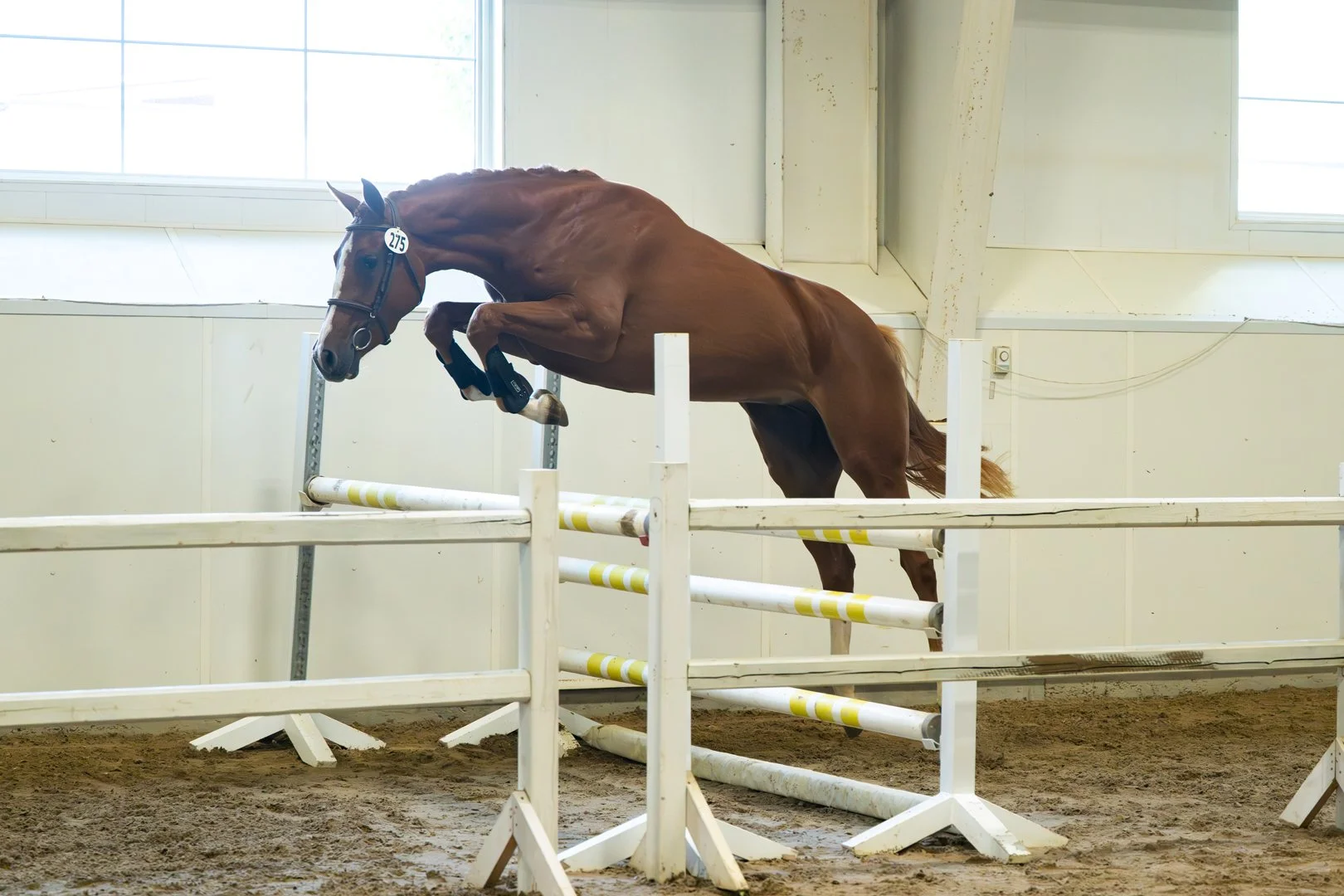  Solera KVS, 2022 Carrera VDL x Phin Phin x Contender mare from our Holst stamm 18A2 dam line. 