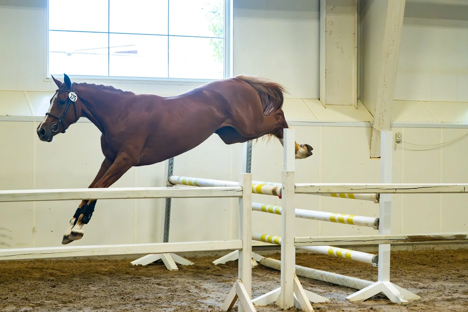  Solera KVS, September 2025 Alberta keuring, free-jumping.  