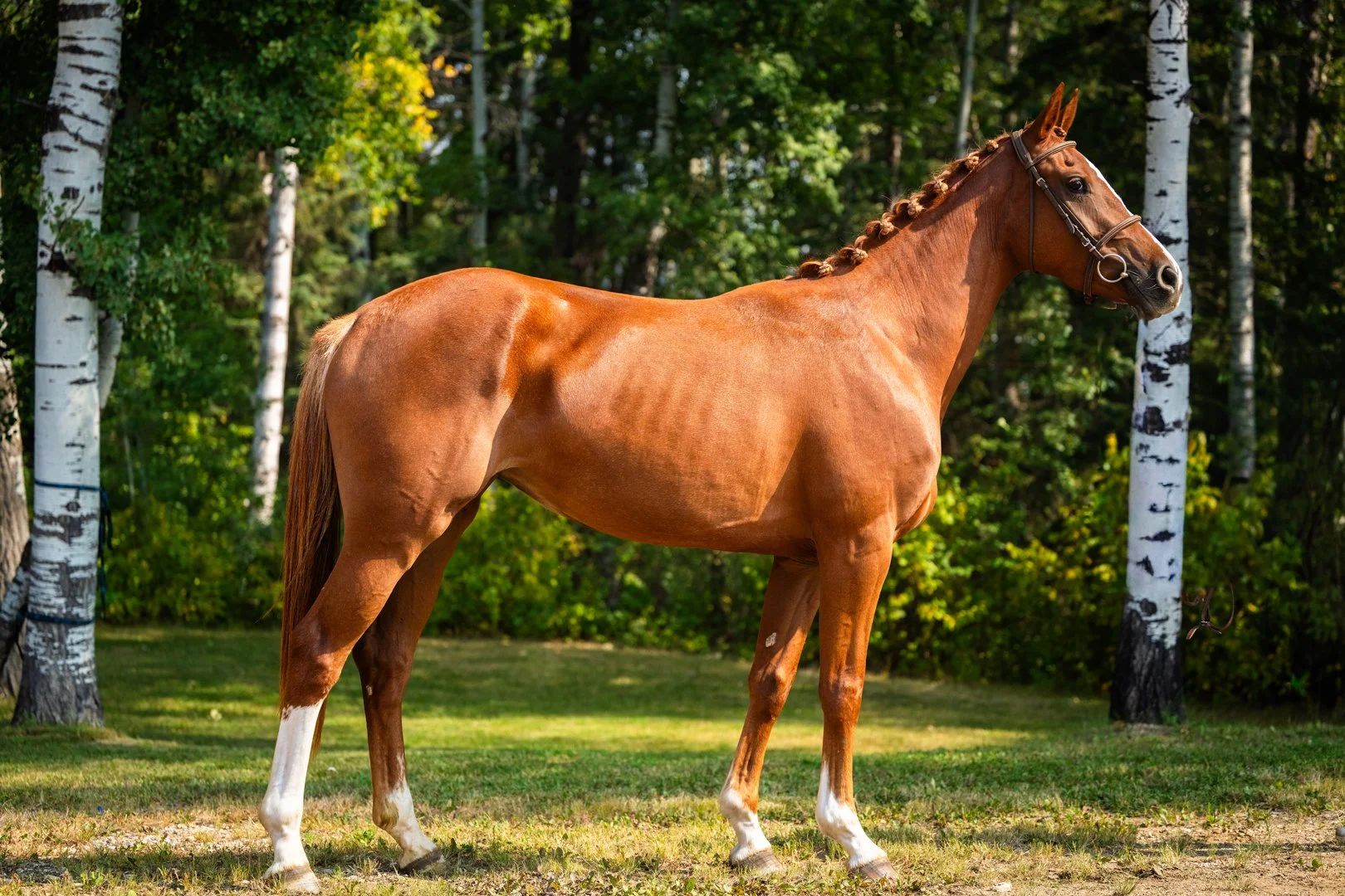  Solera KVS after the keuring. The judges noted her elegance.  