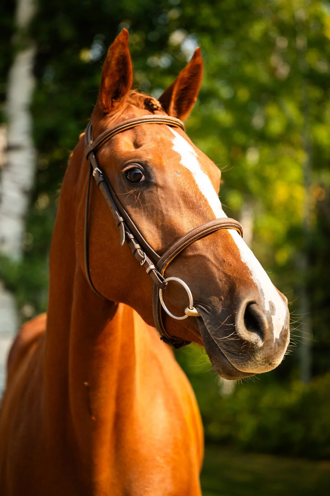  Solera KVS, three years old, KWPN-NA ster mare. 