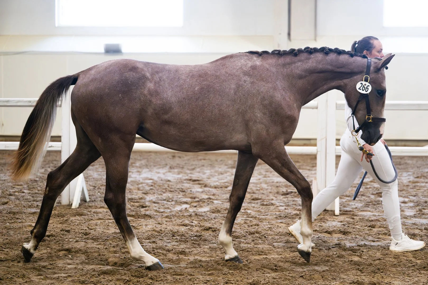  Urocco Blue KVS, 2024 Zirocco Blue x Heartbreaker filly from our Sina mare line.  