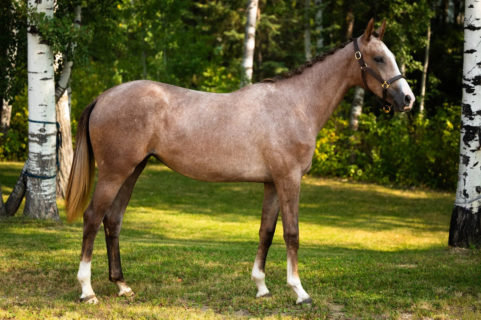  Urocco Blue KVS after the keuring. As well as awarding her the top jumper yearling score in North America, the judges described her as a “well-developed, elegant and good jumper-type yearling”.  