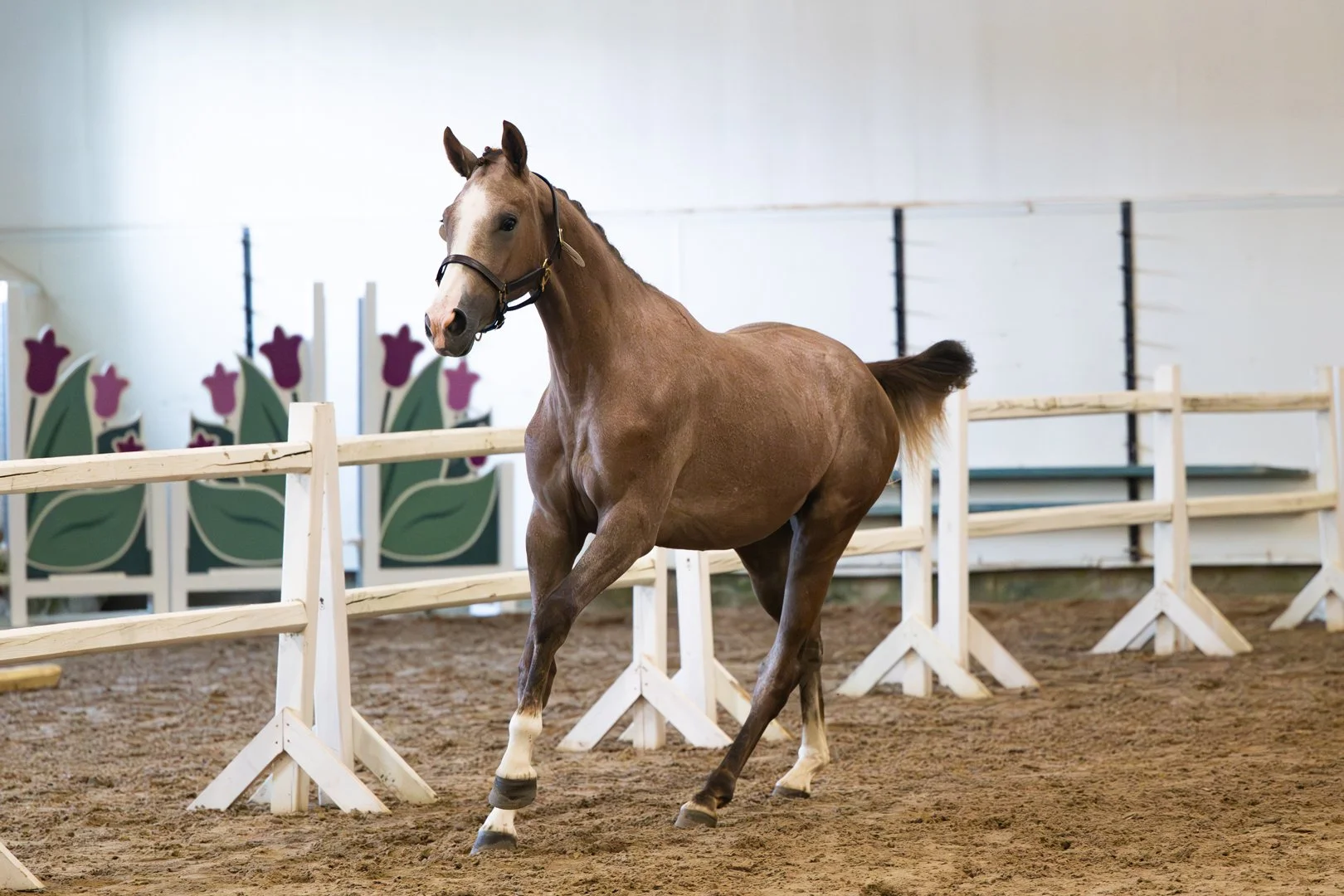  Urocco Blue KVS, movement evaluation, Alberta 2025 keuring. The judges noted the power of Urocco’s canter in their comments. 