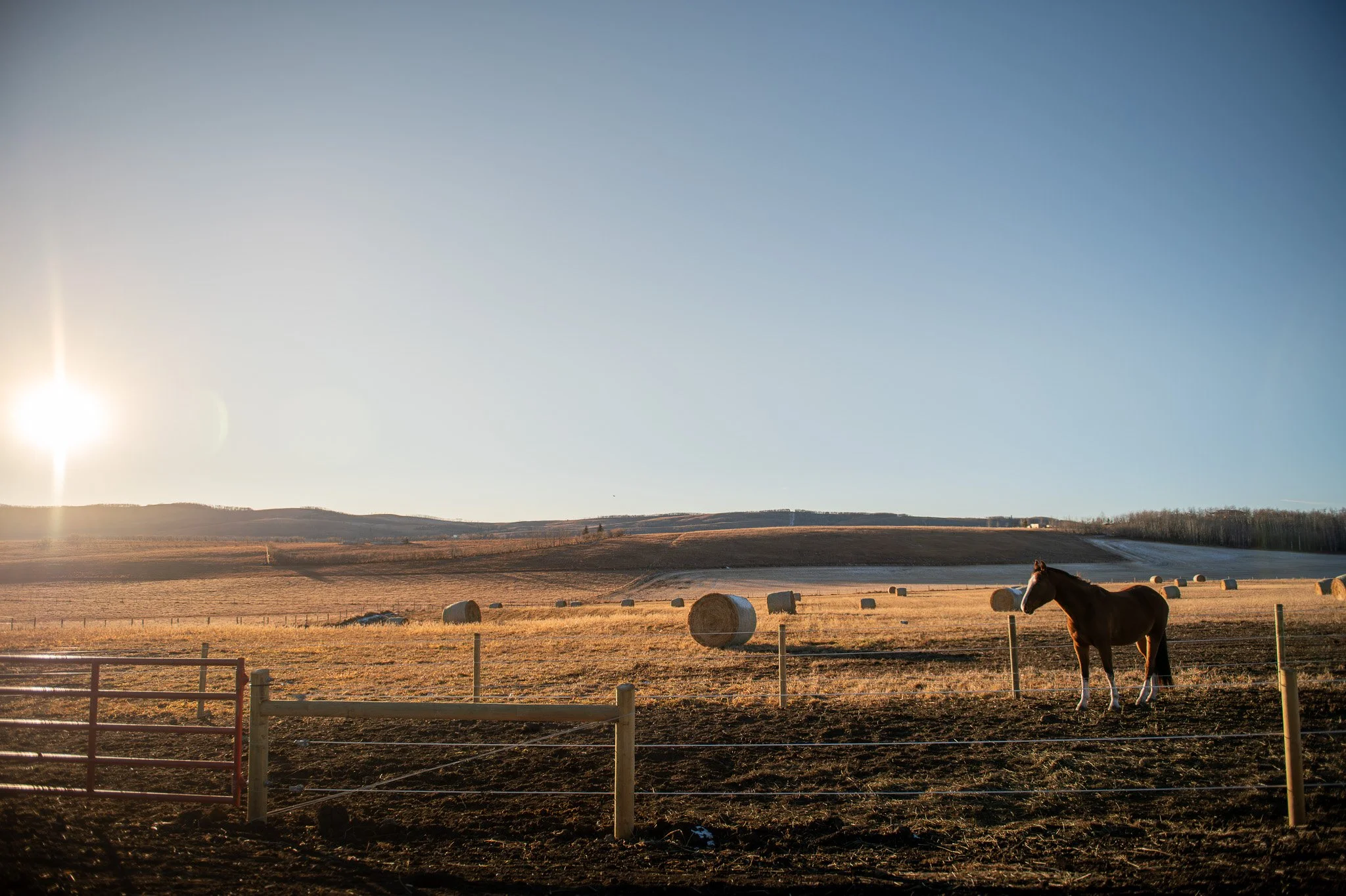  Sales horse Sambuca KVS in his paddock backing onto our west pasture. This pasture is the smallest on our new land, and will house mares and new foals in the spring and early summer. 