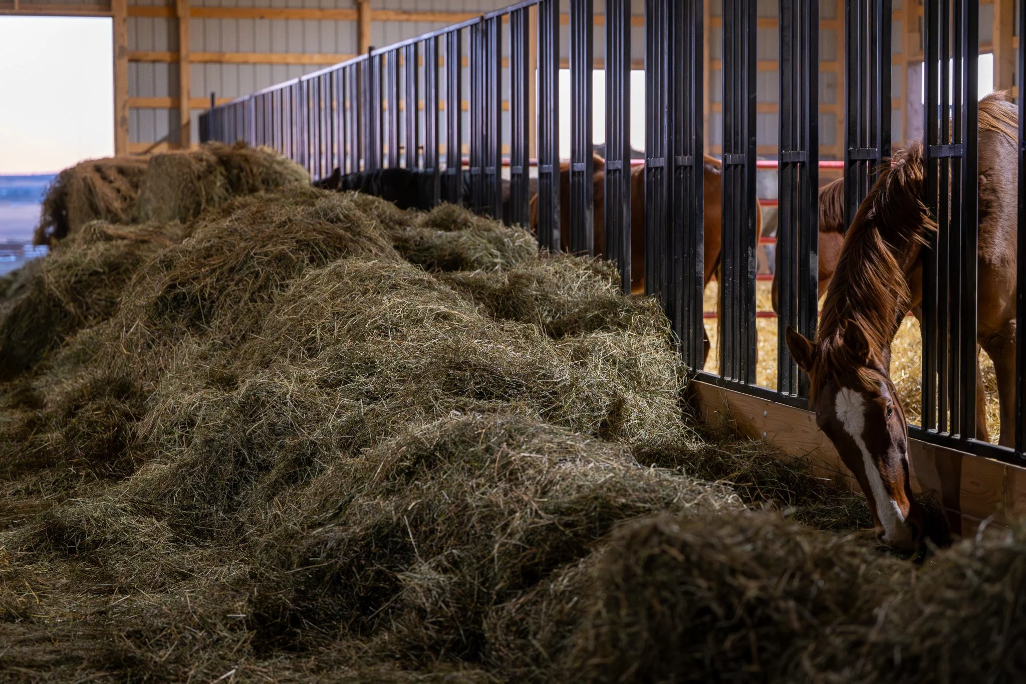  Inside our new group housing. In this set up, our horses spend winters in small herds, moving freely between indoor spaces (feed aisle grazing, comfortable straw bedding, and shelter from the elements) and outdoor paddocks (room for play and light m