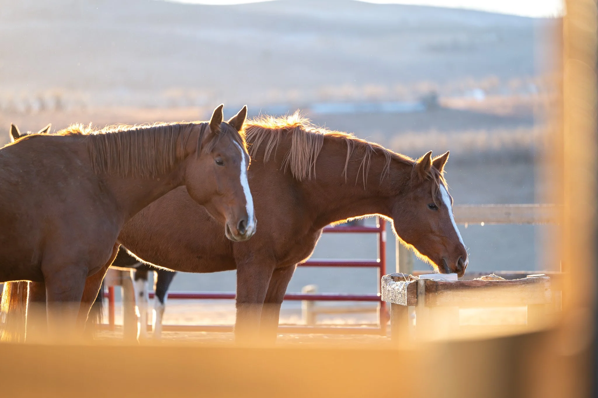  Young mares True Pleasure KVS (2023 New Pleasure VDL x Chacoon Blue) and Treasure KVS (2023 Comthago VDL x Phin Phin) enjoying fresh well water and each other’s company in one of the group housing paddocks. 