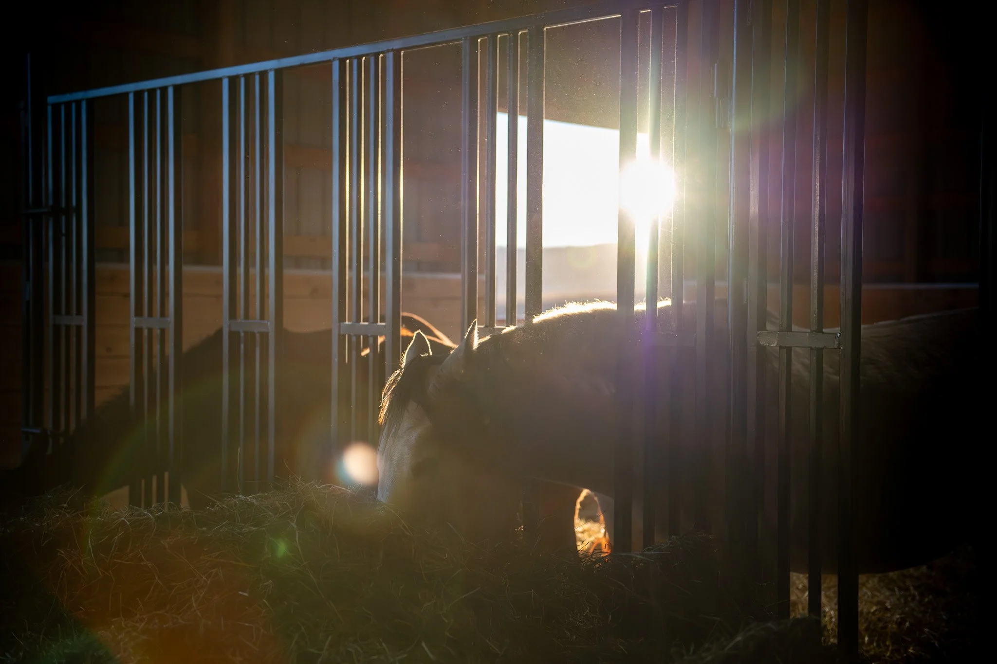  Golden hour in the group housing. It’s peaceful indoors but both early morning and evening often feature foal zoomies in and out of the paddocks. See next picture …. 
