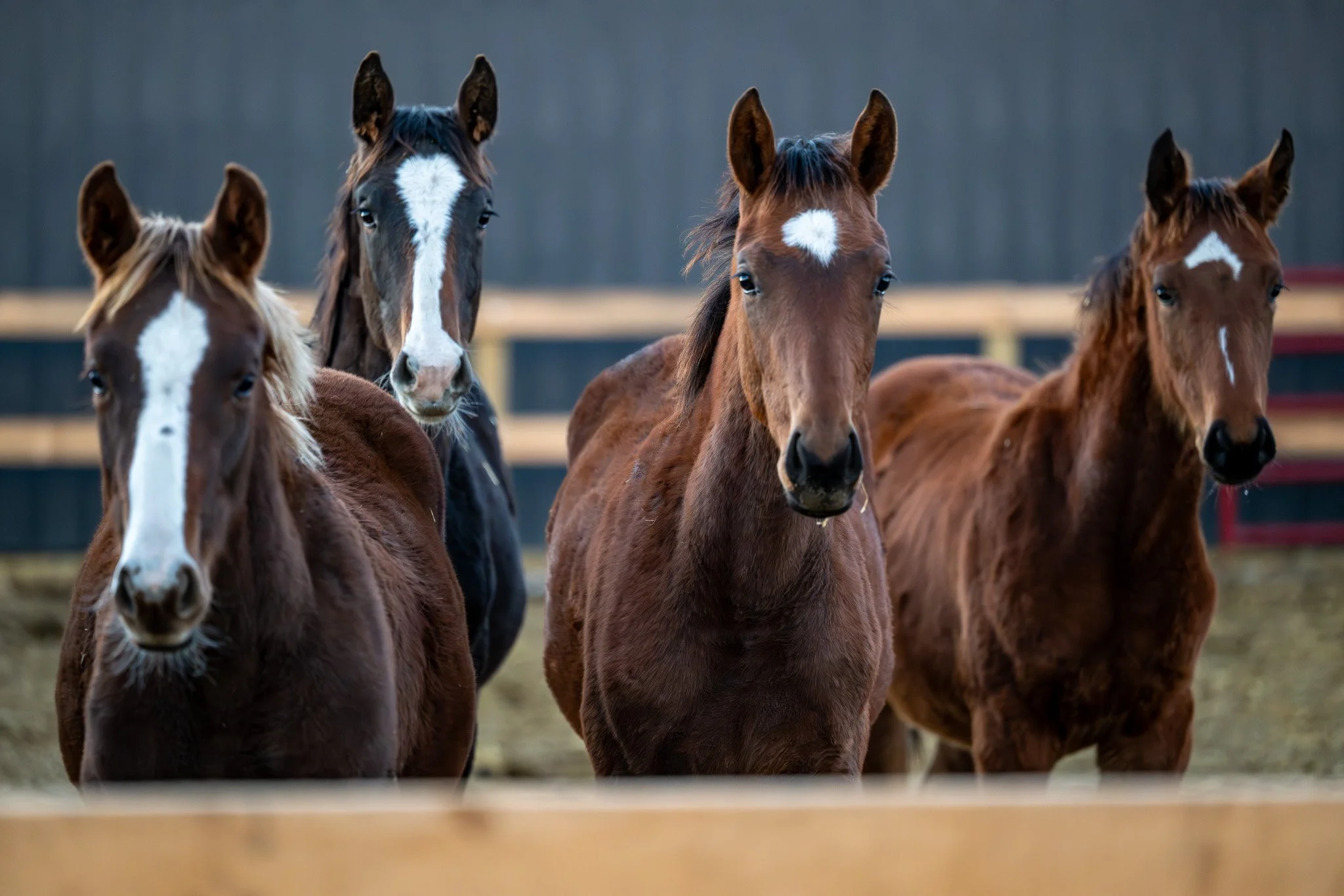  Four of our 2025 fillies (left to right, Valentina KVS, Vanilla Slice KVS, Vionna KVS and Valencia KVS) take a time out from play to consider our photographer. Note the change from our September “  Introducing our 2025 foals  ” post to these shaggy 