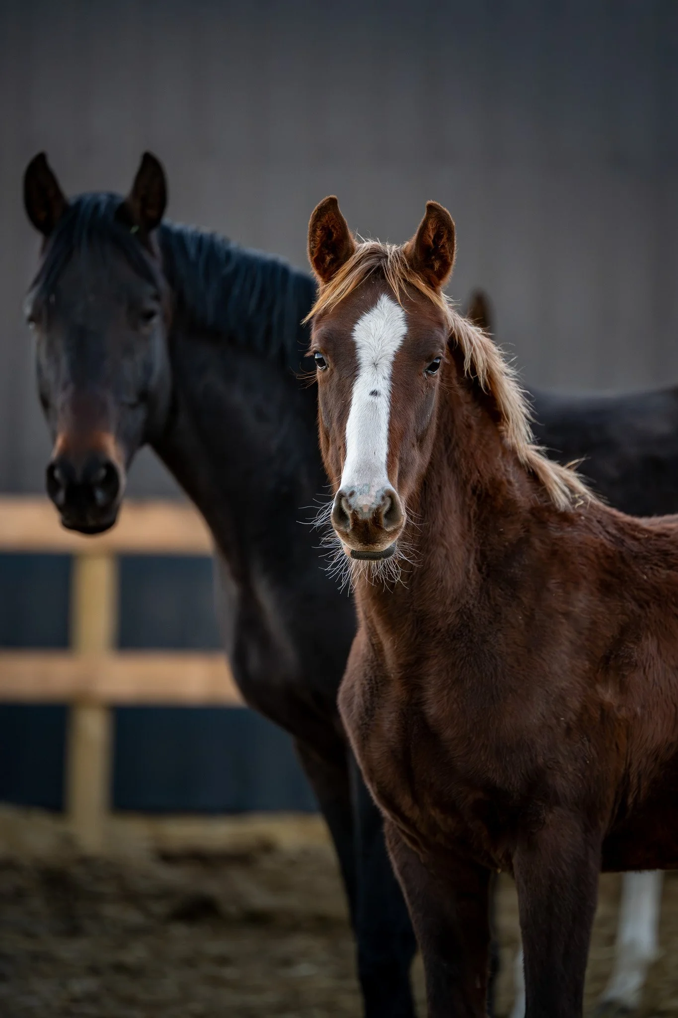  Valentina KVS (2025 New Pleasure) and her dam Olily BF in one of the group housing paddocks. Group housing lets us keep dams and foals together for an extended period, and makes   weaning   easier and gentler when it does come time to move a dam bac