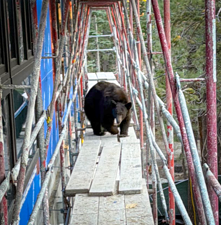 Bear walking on construction scaffolding at a California jobsite.