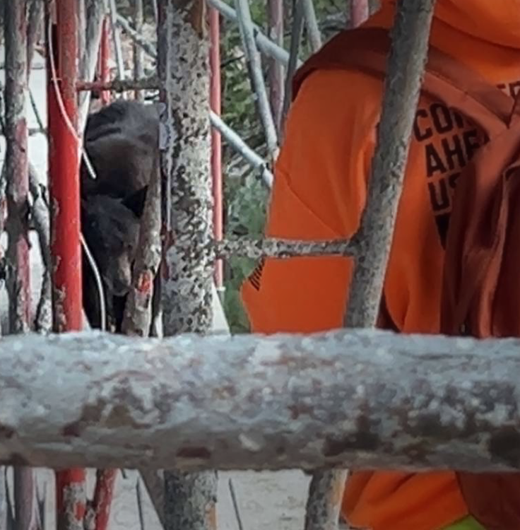ear walking on construction scaffolding at a California job site.