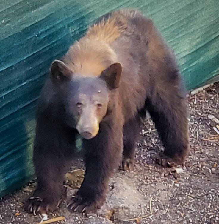 Bear trying to work on a construction site.