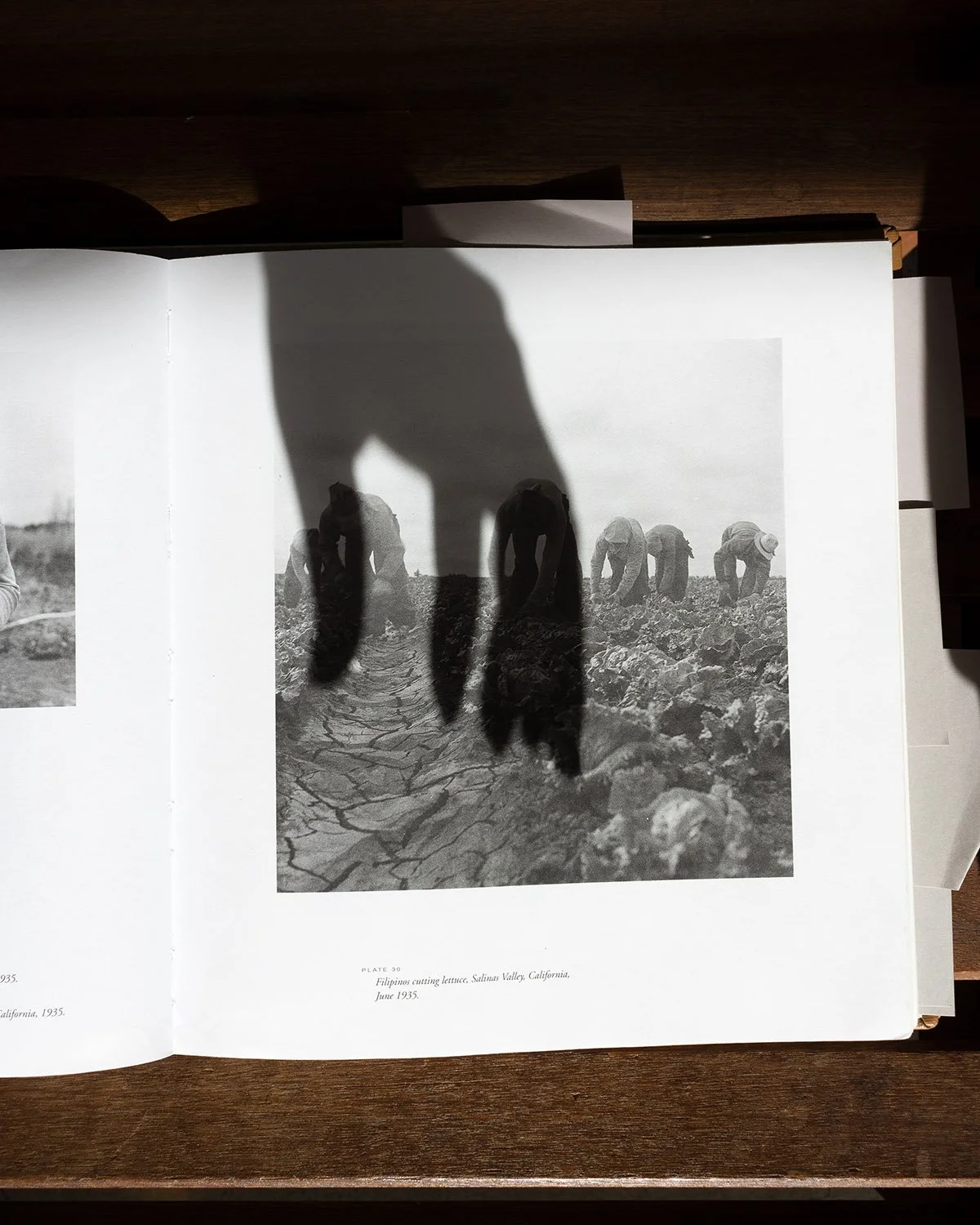 elephant_shadow copy.jpg