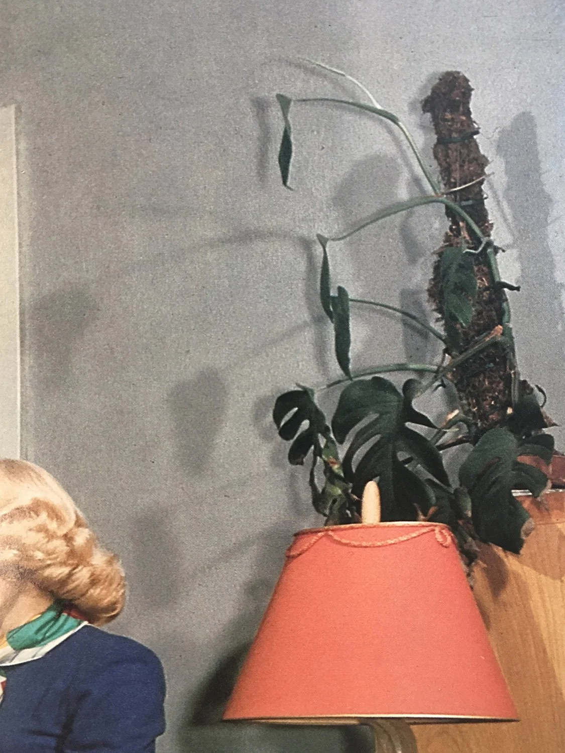 monstera5x7 copy 2.jpg