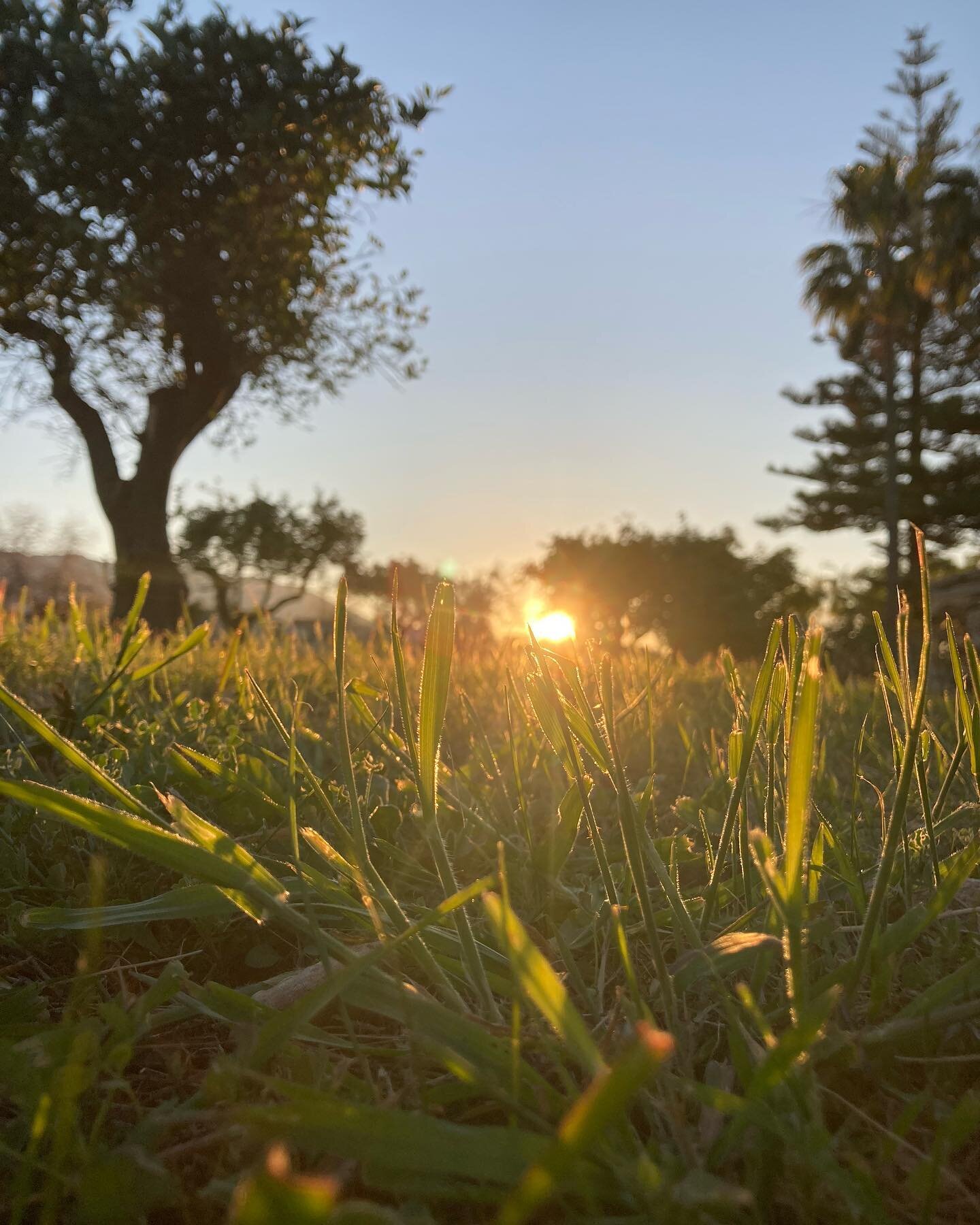 Pretty grass :)

We killing this caption game. 💪 😎

Also a pretty ronunkulous (the ridikulous spelling of which I will not bother correcting) because @madeleine.pointner I am stealing your favourite flower.