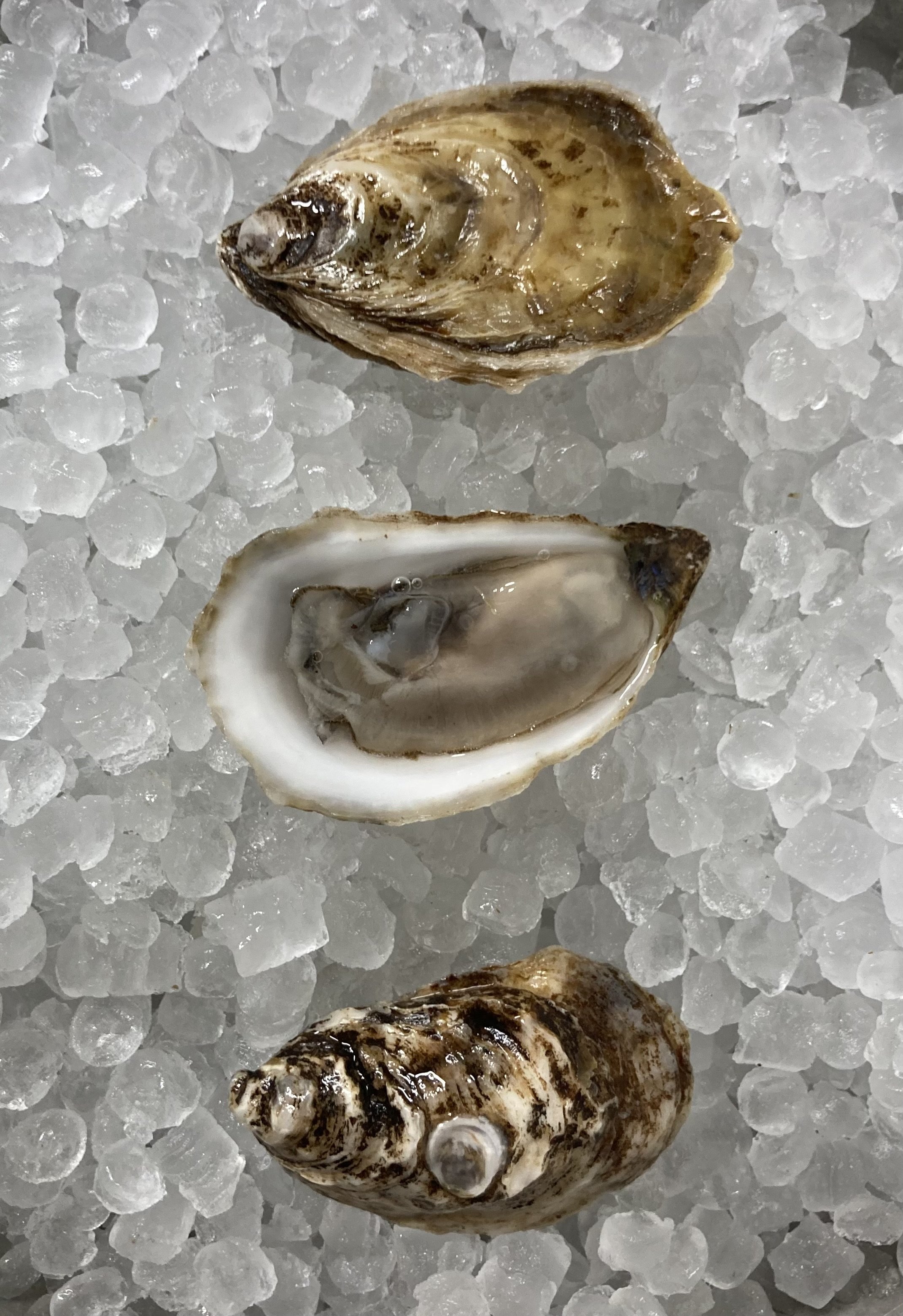 Beau Soleil- Miramiachi Bay, NB