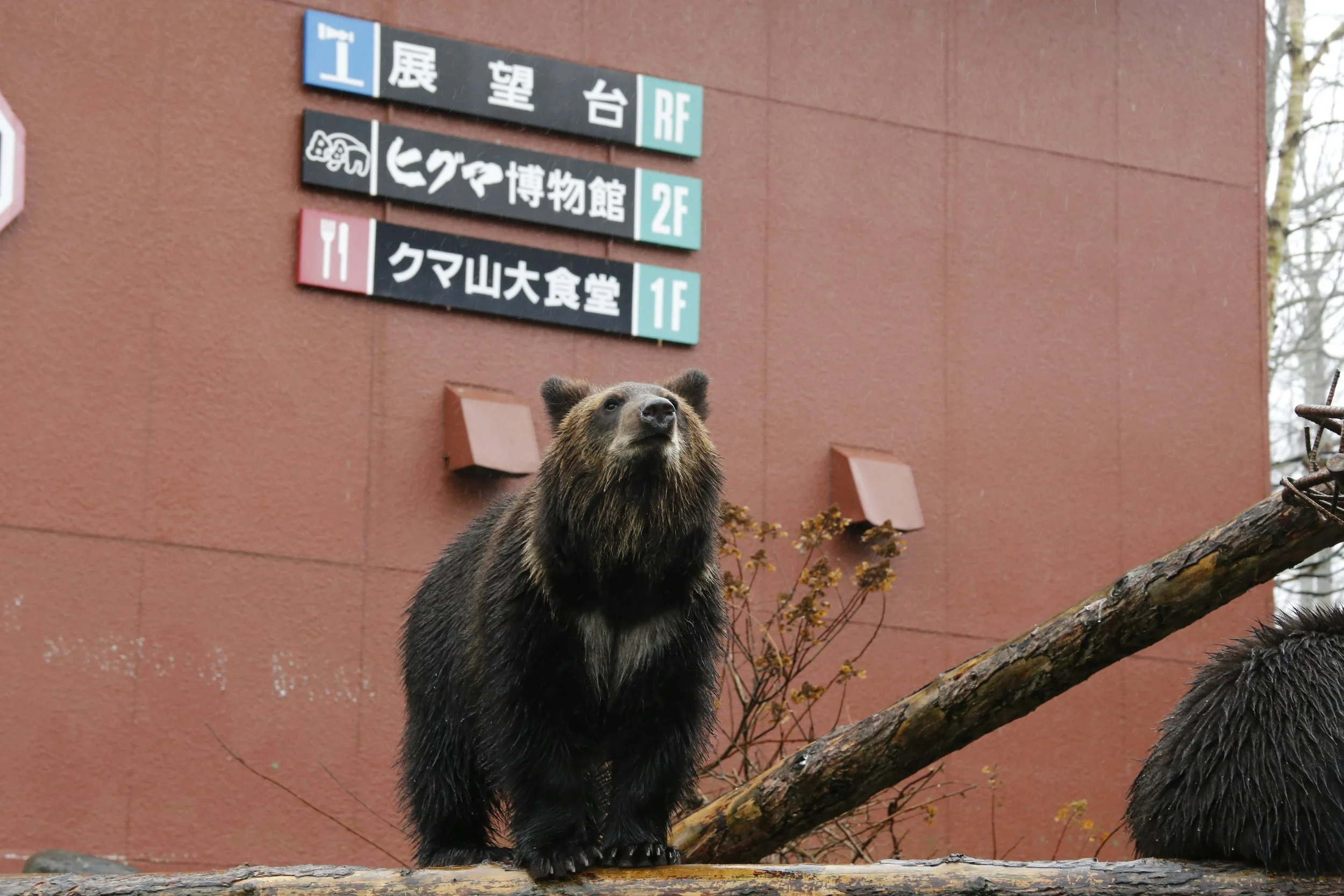 Bear Market Playbook: IR Communication that Stands Out