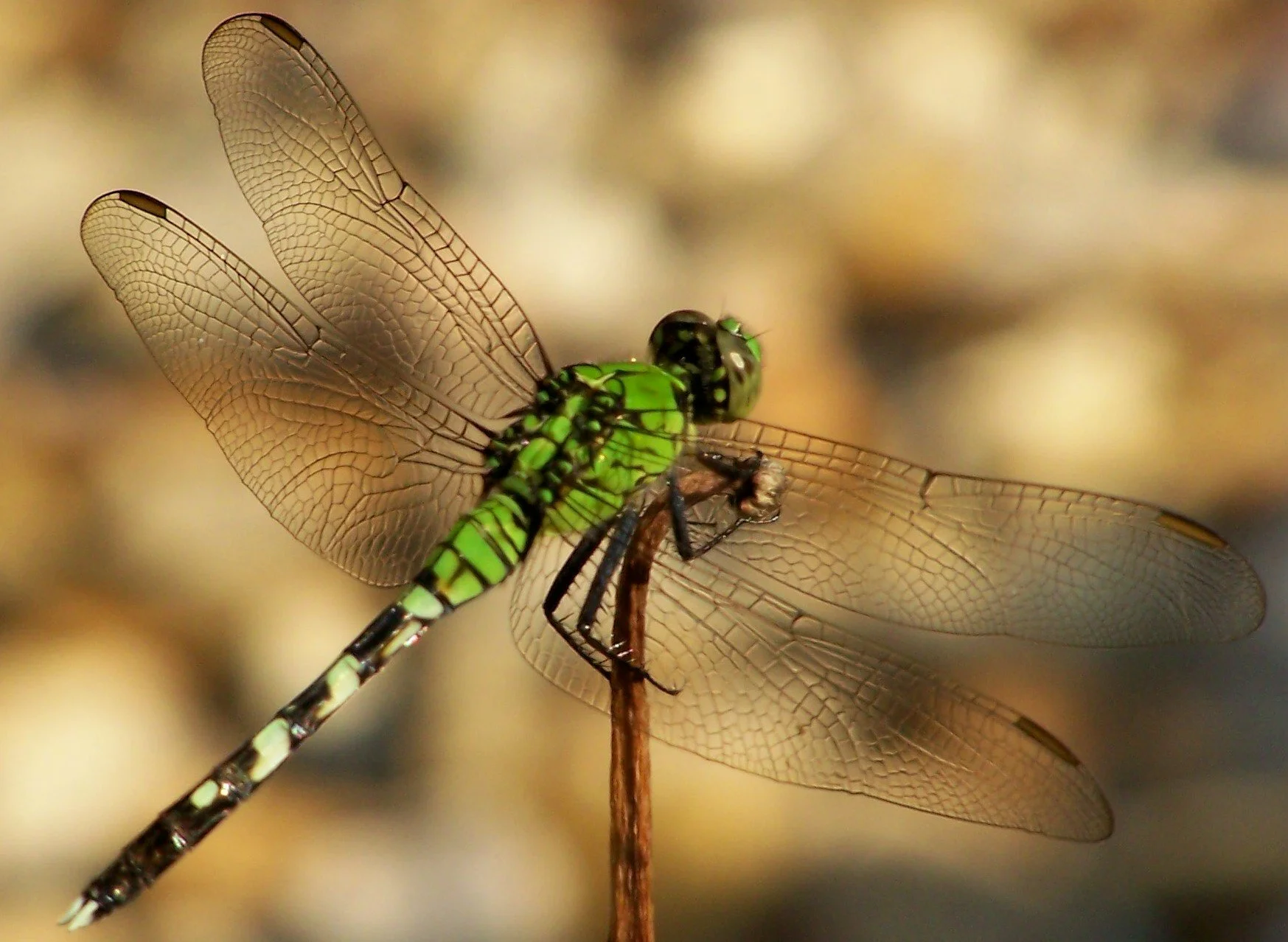 dragon fly gb 2.jpg