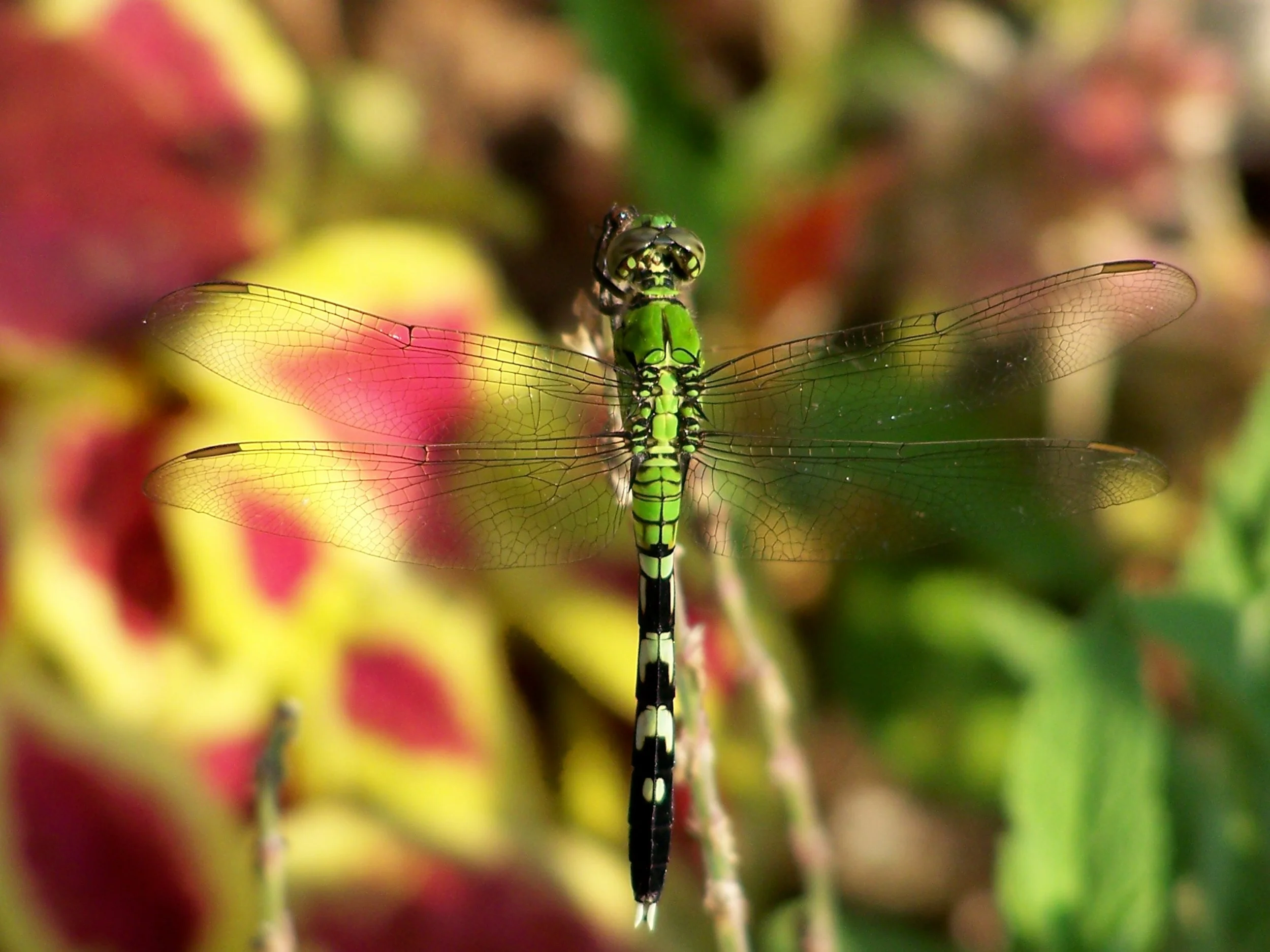 dragon fly gb 1.jpg