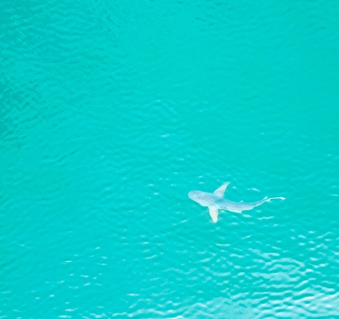 Shark1.jpg