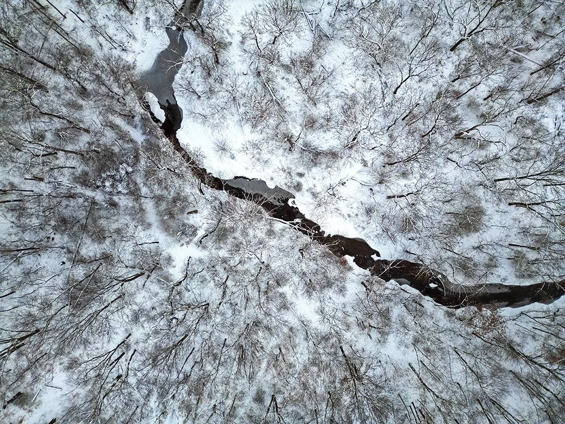Snow_Forest_01-20-24.jpg