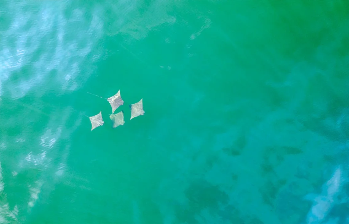 Rays_8-17-23.jpg