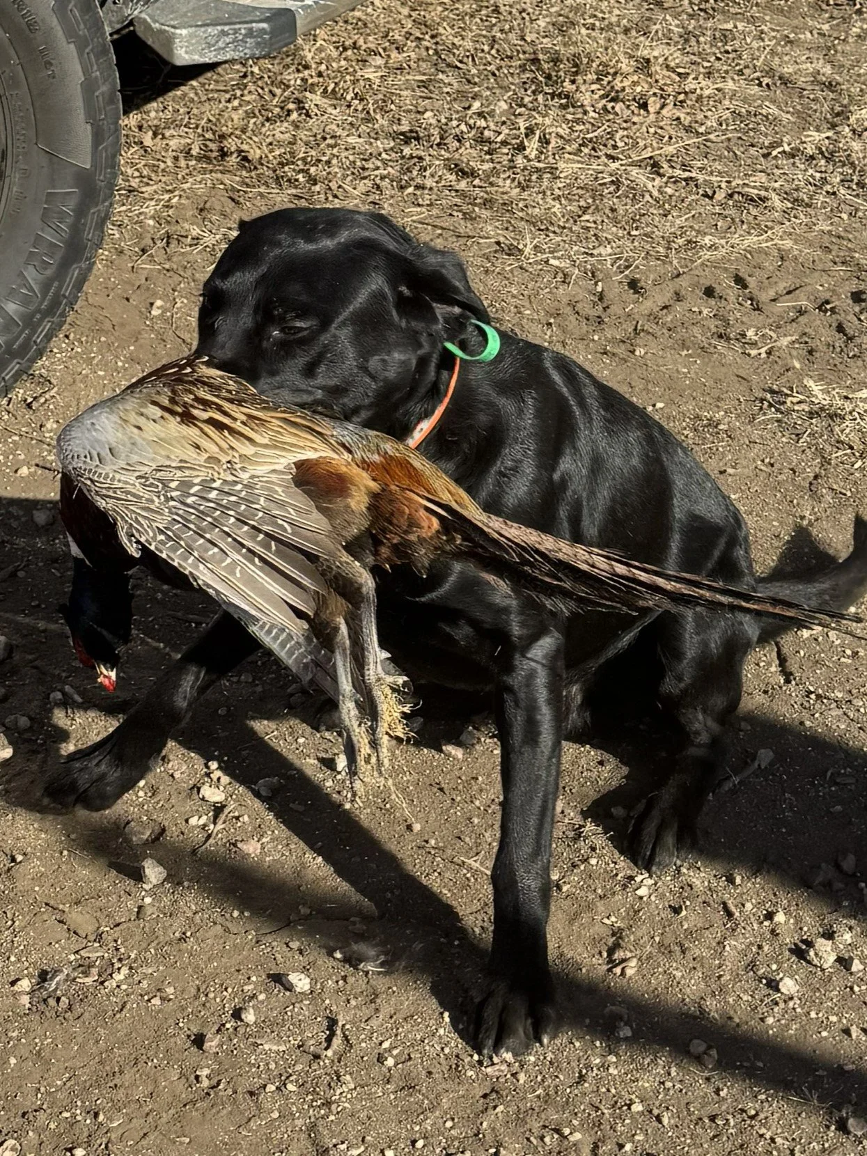 Semper's 800th bird retrieved